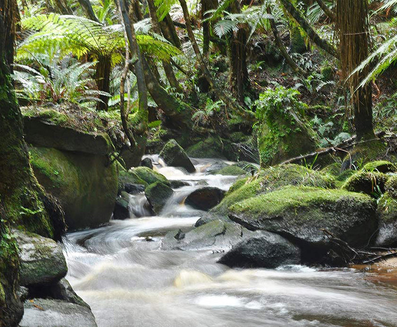 Rain Forest, Rakiura. Glowing Sky began on a remote pristine Island at the edge of the world