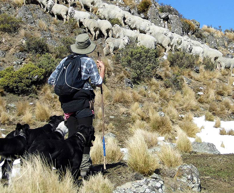 Farmer mustering merino sheep in the New Zealand High country